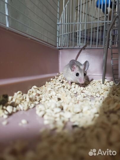 Аренда для фото общение и передержка