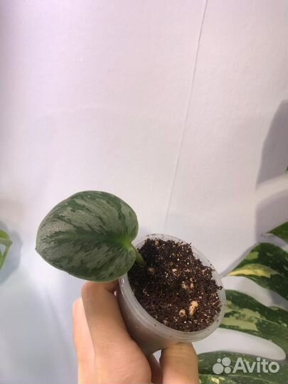 Набор сциндапсусов