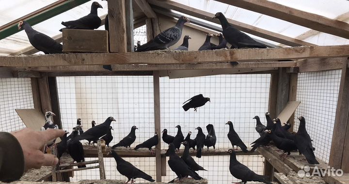 Голуби драконы, спортивные