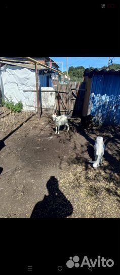 Козлята и козел