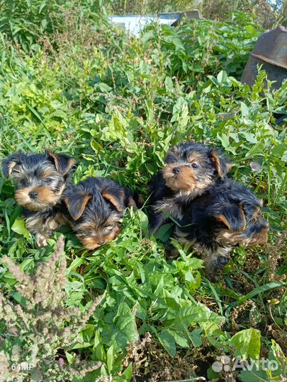 Йоркширский терьер