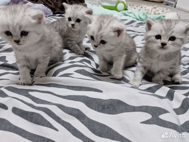 Британские котята
