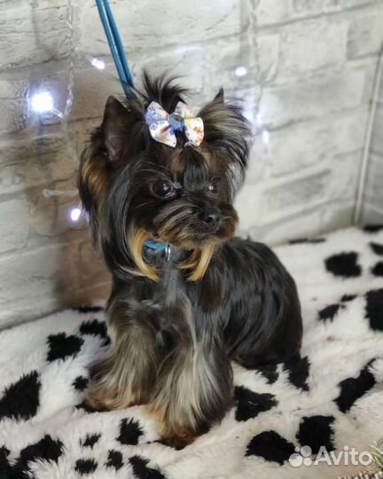 Стрижка собак и кошек, грумер, груминг