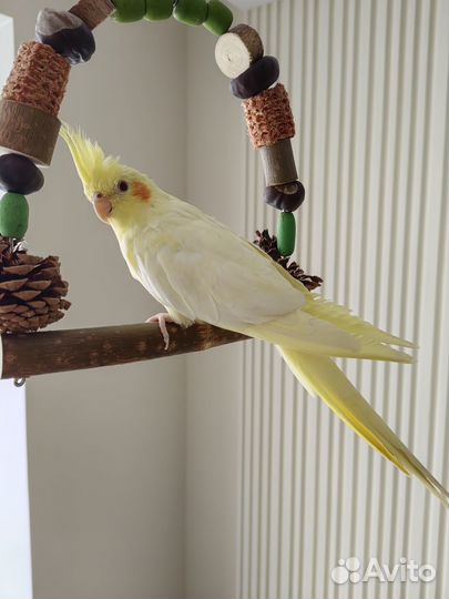 Попугай корелла с клеткой