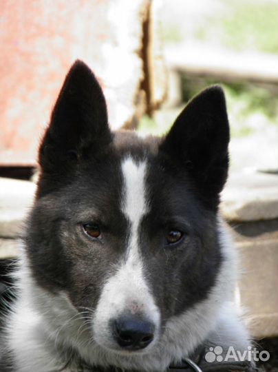 Кантри - собака для всей семьи