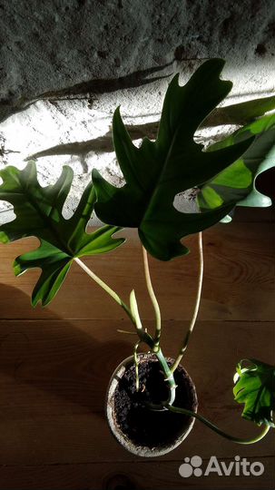 Филодендрон лучистый