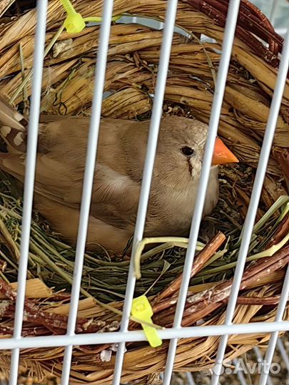 Зебровые амадины (семейная пара), с птенцами