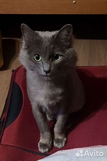 Нибелунг вязка