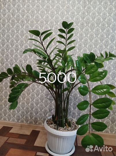 Комнатные цветы