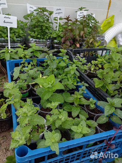 Мята, много разных сортов