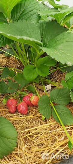 Рассада клубники