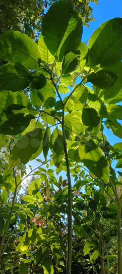 Участок 4,5 сот. (СНТ, ДНП)