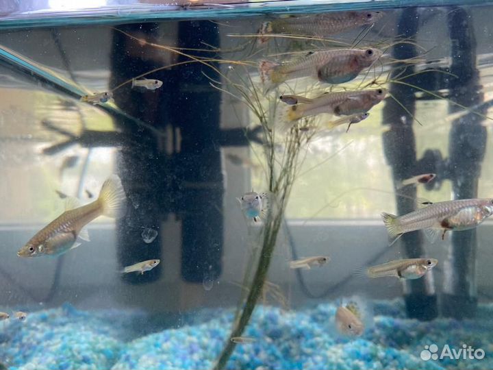 Аквариумные рыбки гуппи