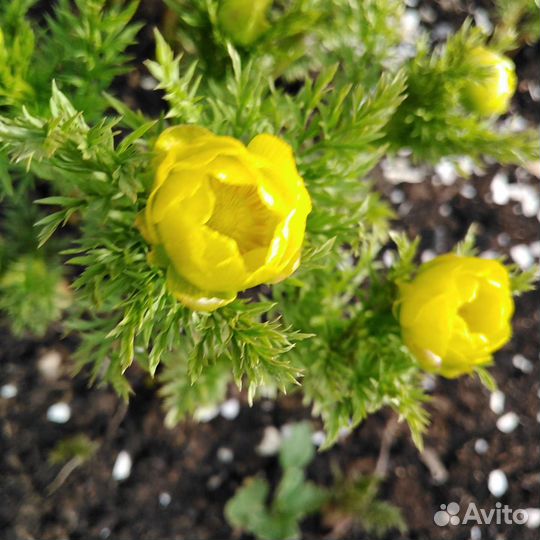 Цветы многолетние из своего сада