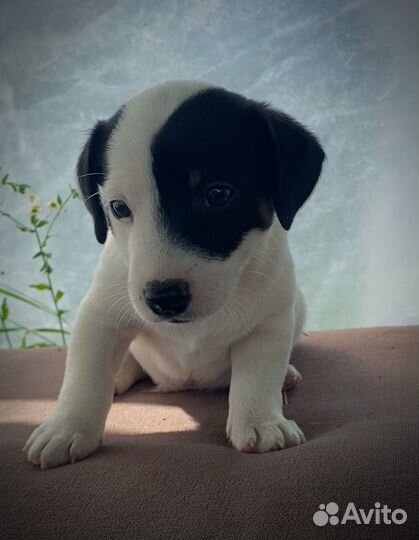 Продам щенков