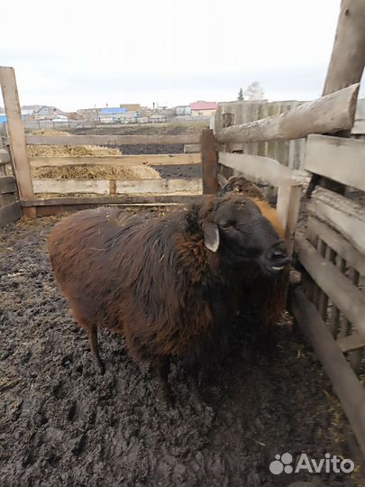 Курдючные бараны овцы