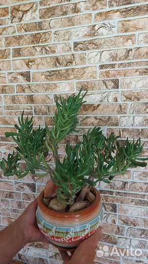 Цветы для дома Красула Хоббит (ушки Шрека)