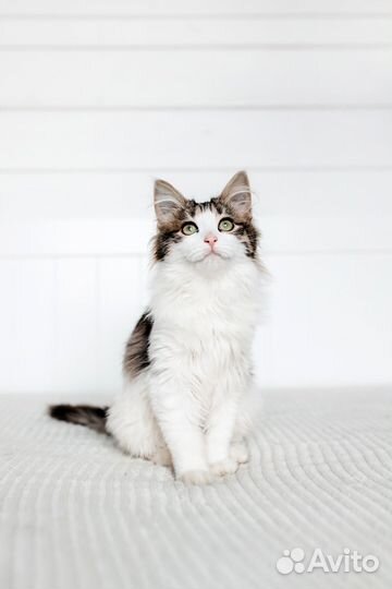 Котенок в добрые руки