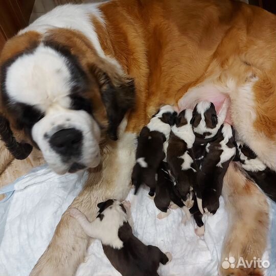 Щенки сенбернара