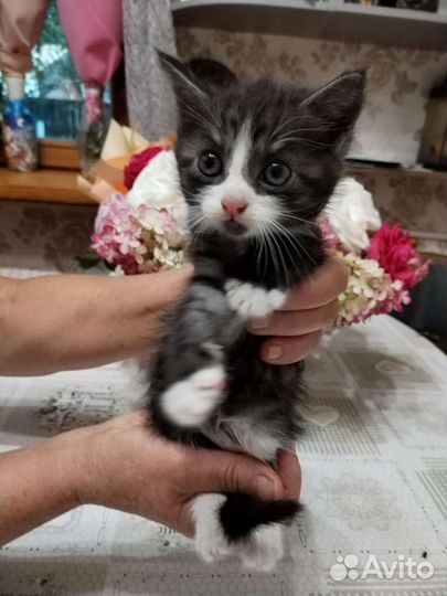 Котята в дар