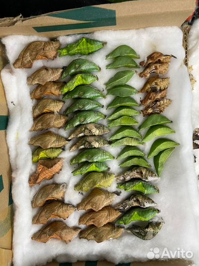 Куколки коконы бабочек Оптом