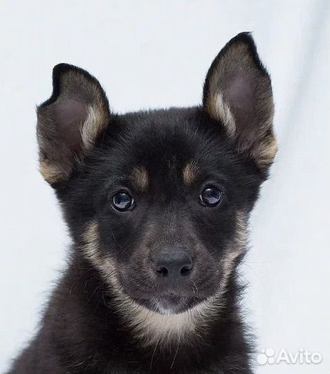 Кнопочка. Щенок в дар