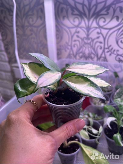 Хойя карноза триколор