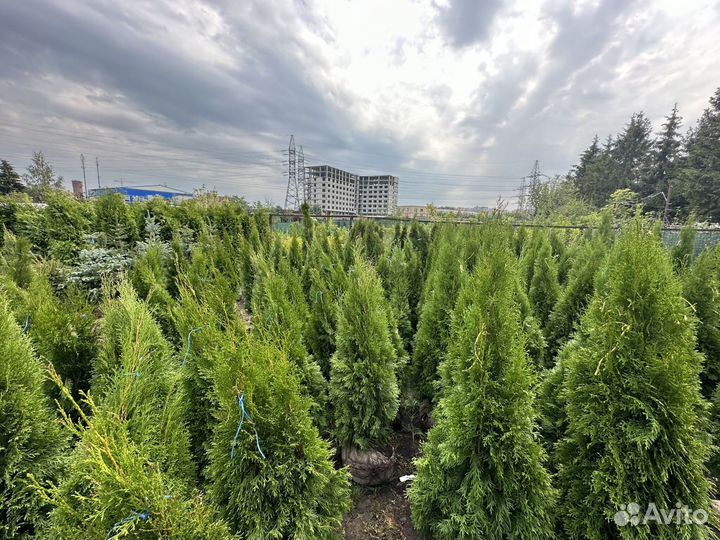 Туя смарагд 140-160