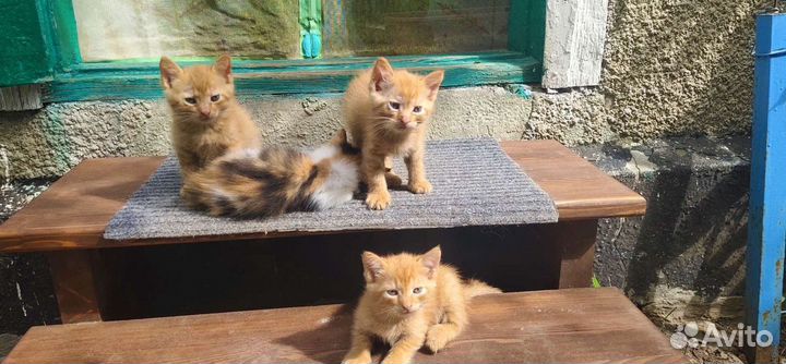 Котята в добрые руки
