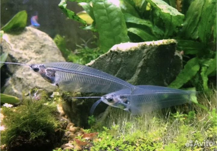 Стеклянные сомы