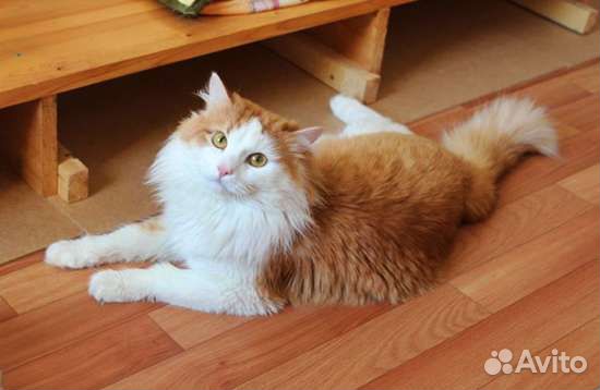 Кошки и котики в дар