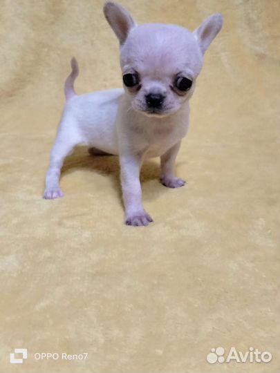 Кукольные чишки