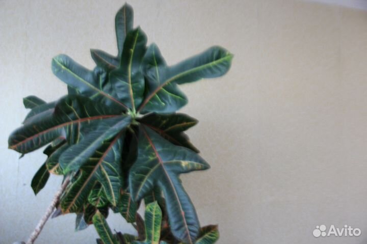 Кодиеум variegatum пестрый