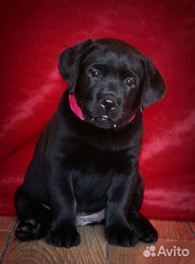 Щенки лабрадора