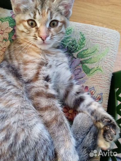 Кошка крысоловка