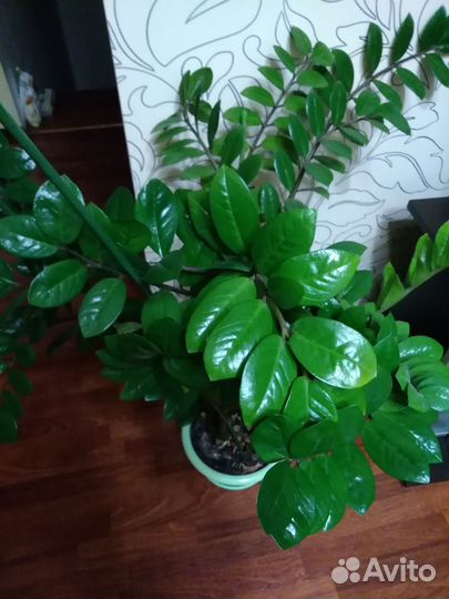 Замиокулькас