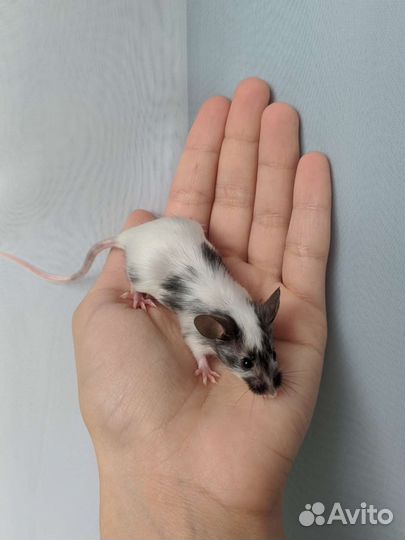 Декоративные мыши