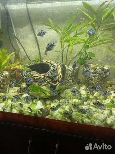 Аквариумные рыбки