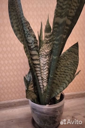Сансевиерия, фикус
