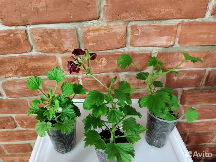 Королевская пеларгония Chocolate, ук. черенки