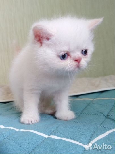 Экзотическая