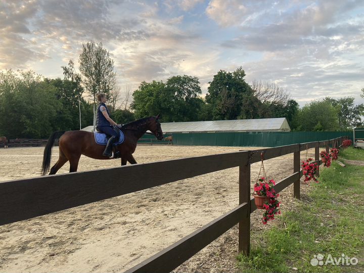 Постой в конюшне, аренда денника