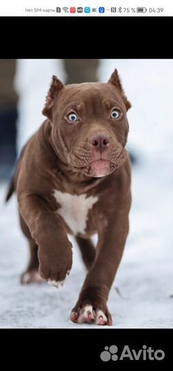 Булли, кобель, ищет хозяев