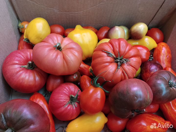 Семена коллекционных и редких томатов