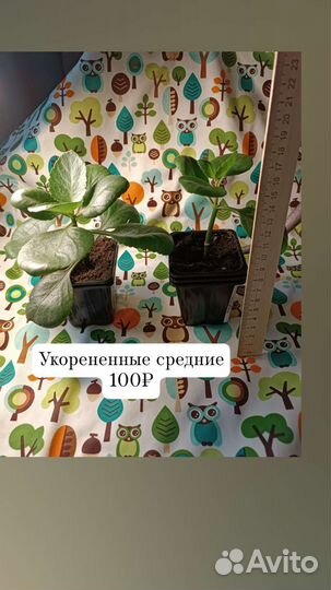 Каланхое цветущее красное