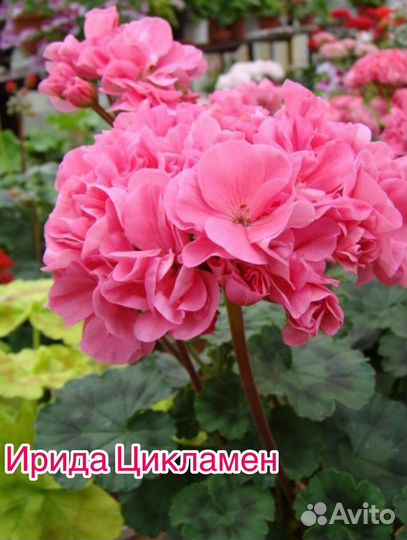 Пеларгонии сортовые (черенки)