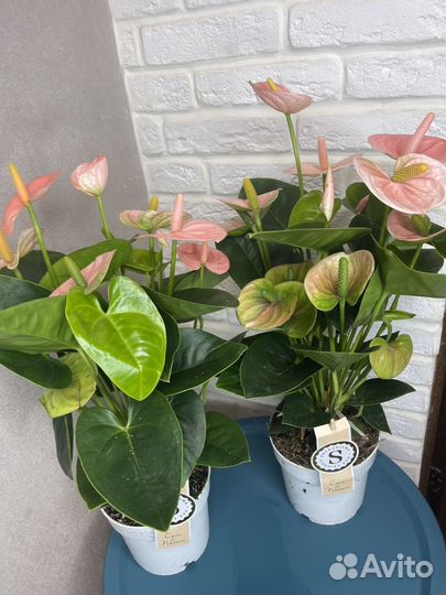 Антуриум мужское счастье комнатные цветы