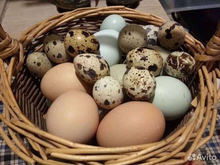 Яйцо домашнее