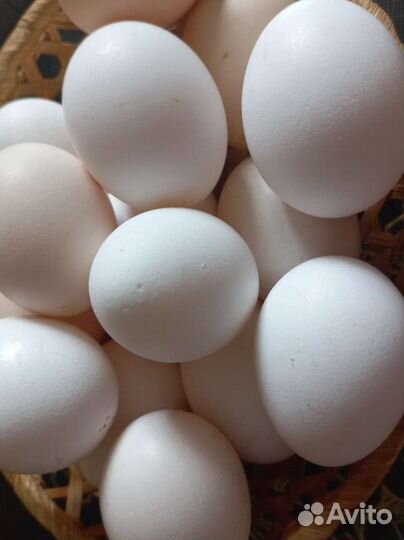 Домашние куриные яйца