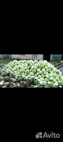 Капуста Тебердинская